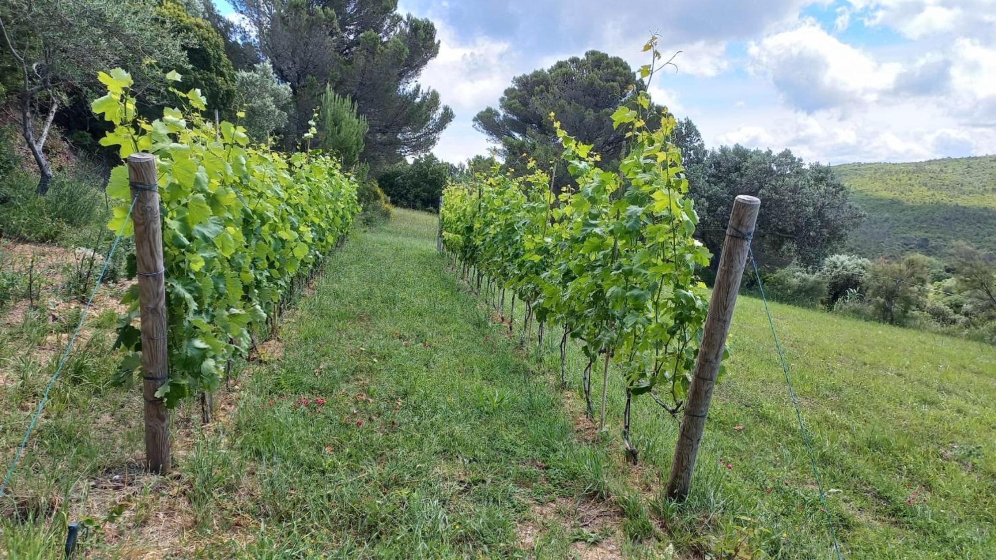 Allulivus Montenero  Exterior photo